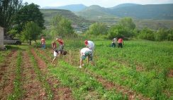 Se necesitan 75.000 trabajadores en el campo en España. Ofertas de empleo en el sector agrario
